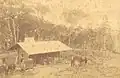Hermann Rieck’s homestead, c. 1890