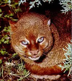 Yaguarundí