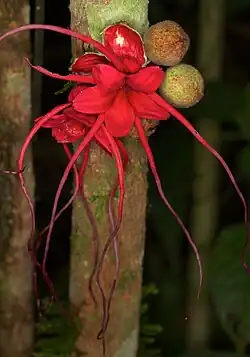 flowers and fruit