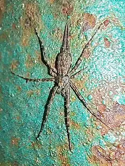 H. lelabah from China