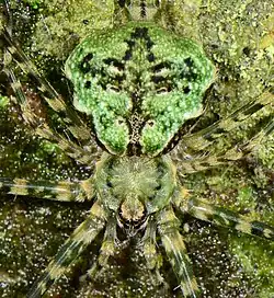 female