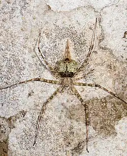female