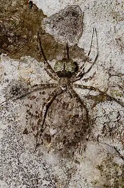 female