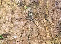 H. striata from China
