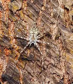 H. sumatrana from China