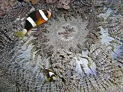 Heteractis aurora