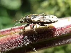 Imago