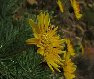 Heterolepis aliena, lateral aspect of flowerhead, showing protruding stamens and pistils
