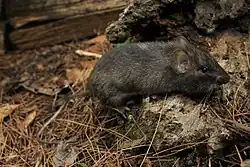 Gray spiny pocket mouse