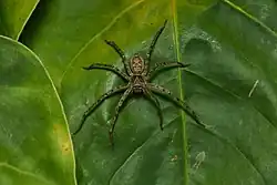 Araneae (spider)