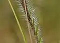 Heteropogon contortus