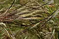 Form