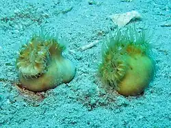 "Heteropsammia cochlea"