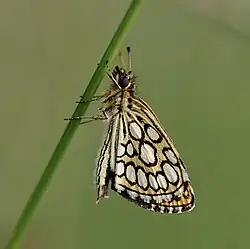 Specimen in southern France
