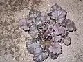 Heuchera 'Starry Night'