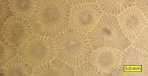 Close view of polished Hexagonaria percarinata from Michigan