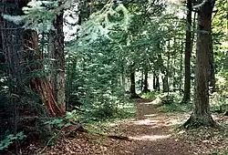A trail in the Northwoods