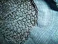 Butted oval and round kusari links sewn to a cloth backing