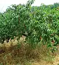 Peaches at Hillview Farms