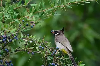 A Himalayan bulbul eating berries near Mehmood Gali, AJK