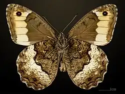 Male underside