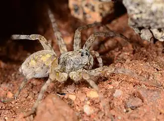 female H. guttata