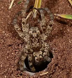 female H. guttata in burrow