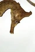 Close-up of the head of crowned seahorse