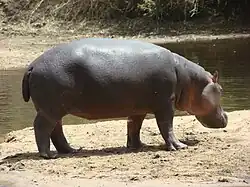 Image 28Hippopotamus at the Benoue National Park (from Tourism in Cameroon)