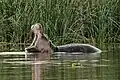 Hippopotamus