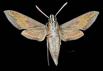 Female ventral