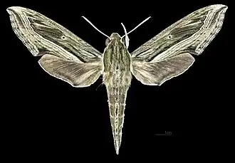 Female dorsal