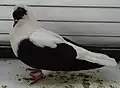 Clean leg Swallow