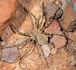 female H. arenacea
