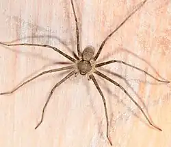 male