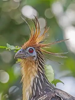 in Ecuador