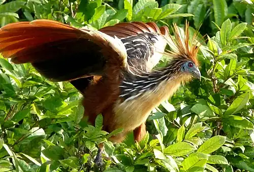 in Peru