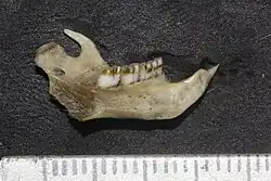Mouse jawbone