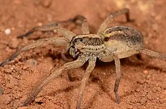 female H. lawrencei