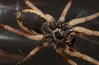 female, ventral view