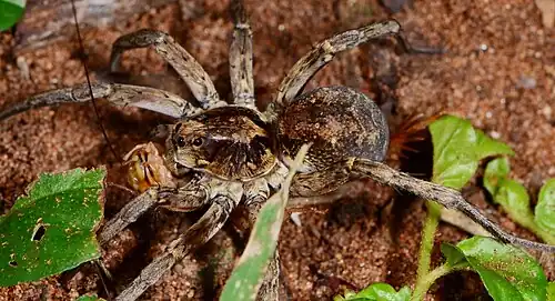 female