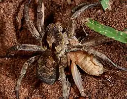 female