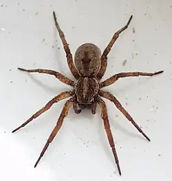 H. lenta threat display