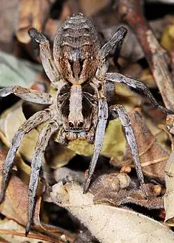 female
