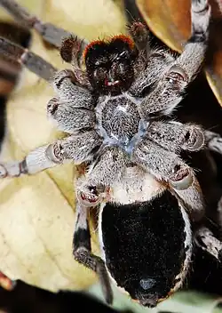 female, ventral view