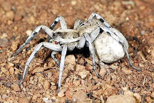 female H. spenceri with egg sac