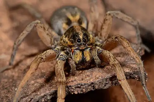 female H. spenceri