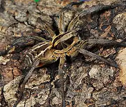 female H. transvaalica