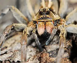 female