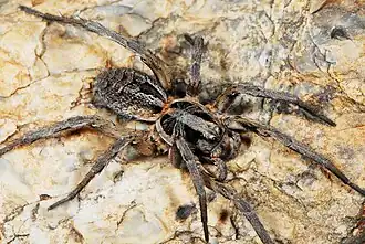 female